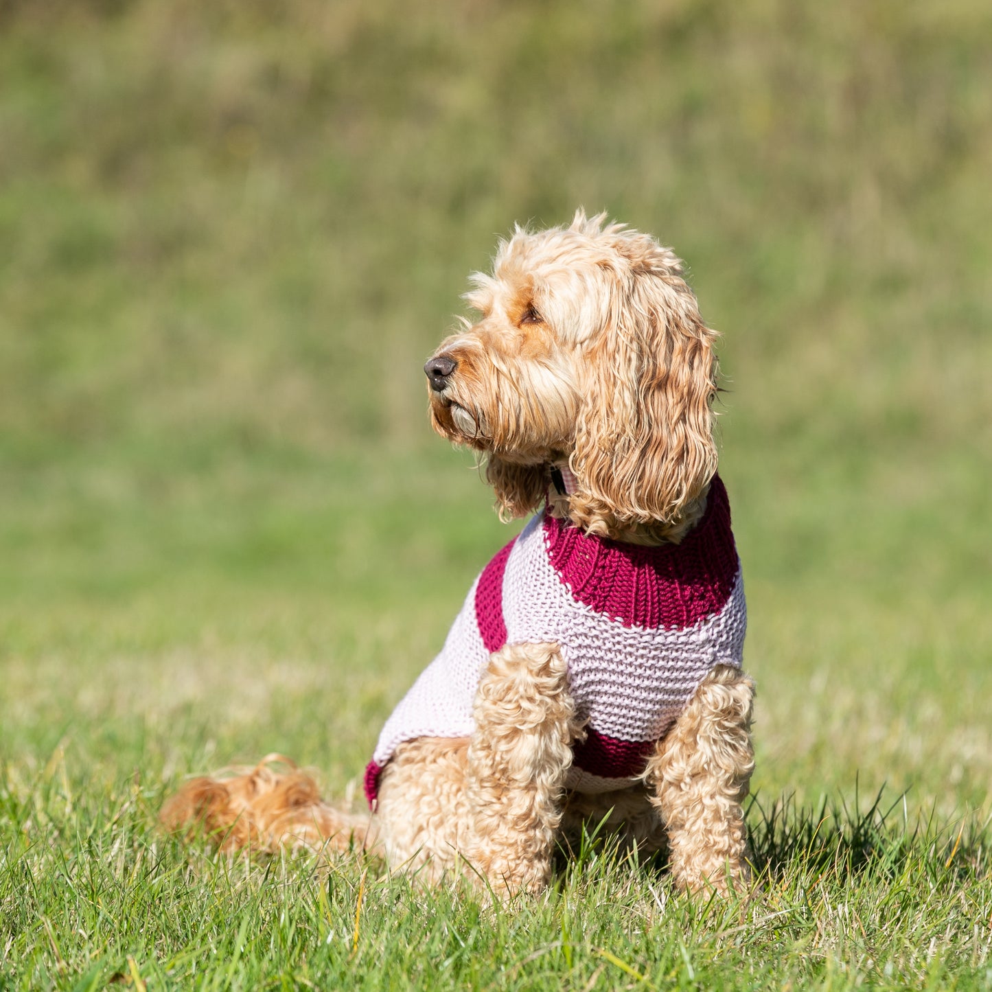 HETTY AND HUXLEY PINK STRIPED HAND KNITTED DOG JUMPER ON COCKAPOO