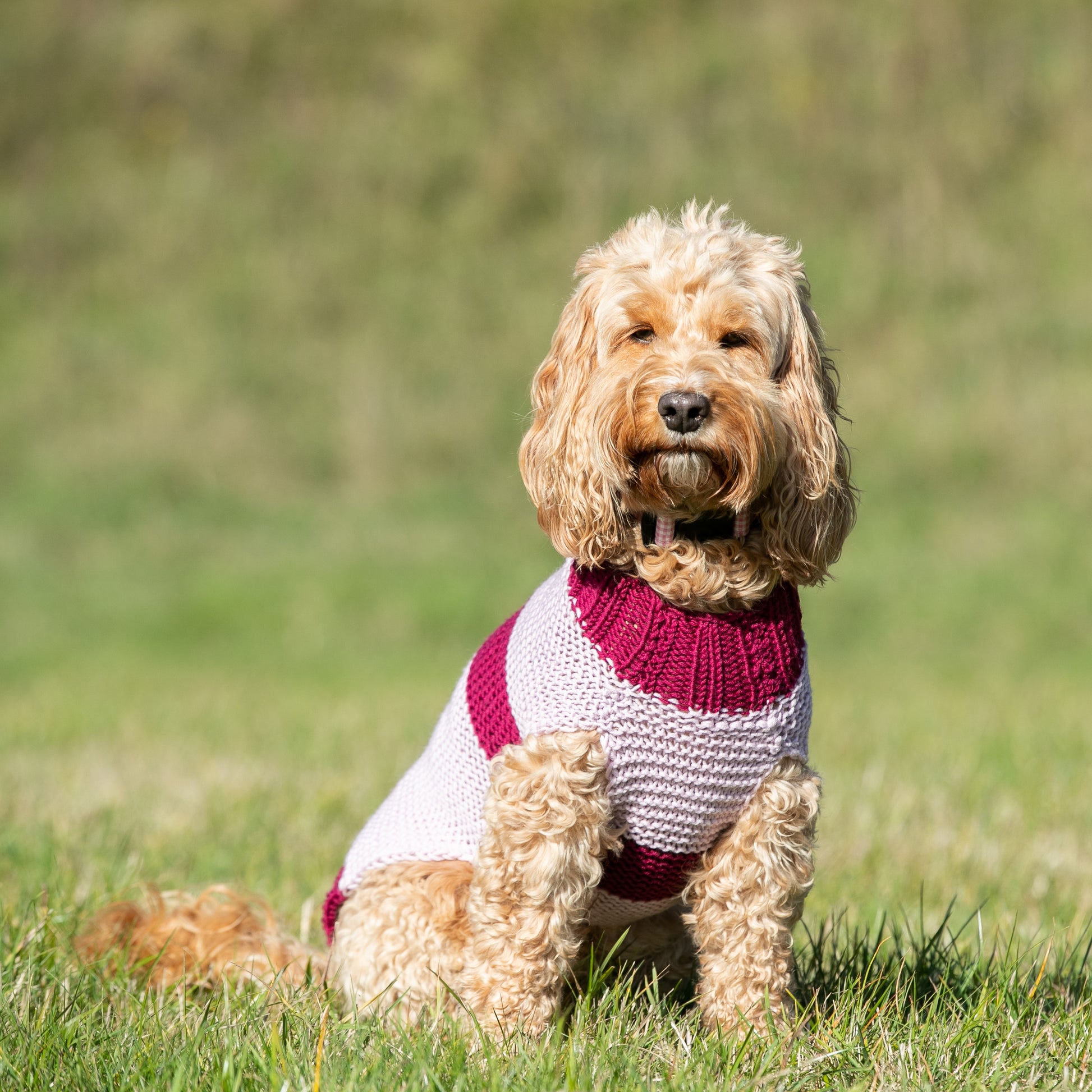 HETTY AND HUXLEY PINK STRIPED HAND KNITTED DOG JUMPER ON COCKAPOO