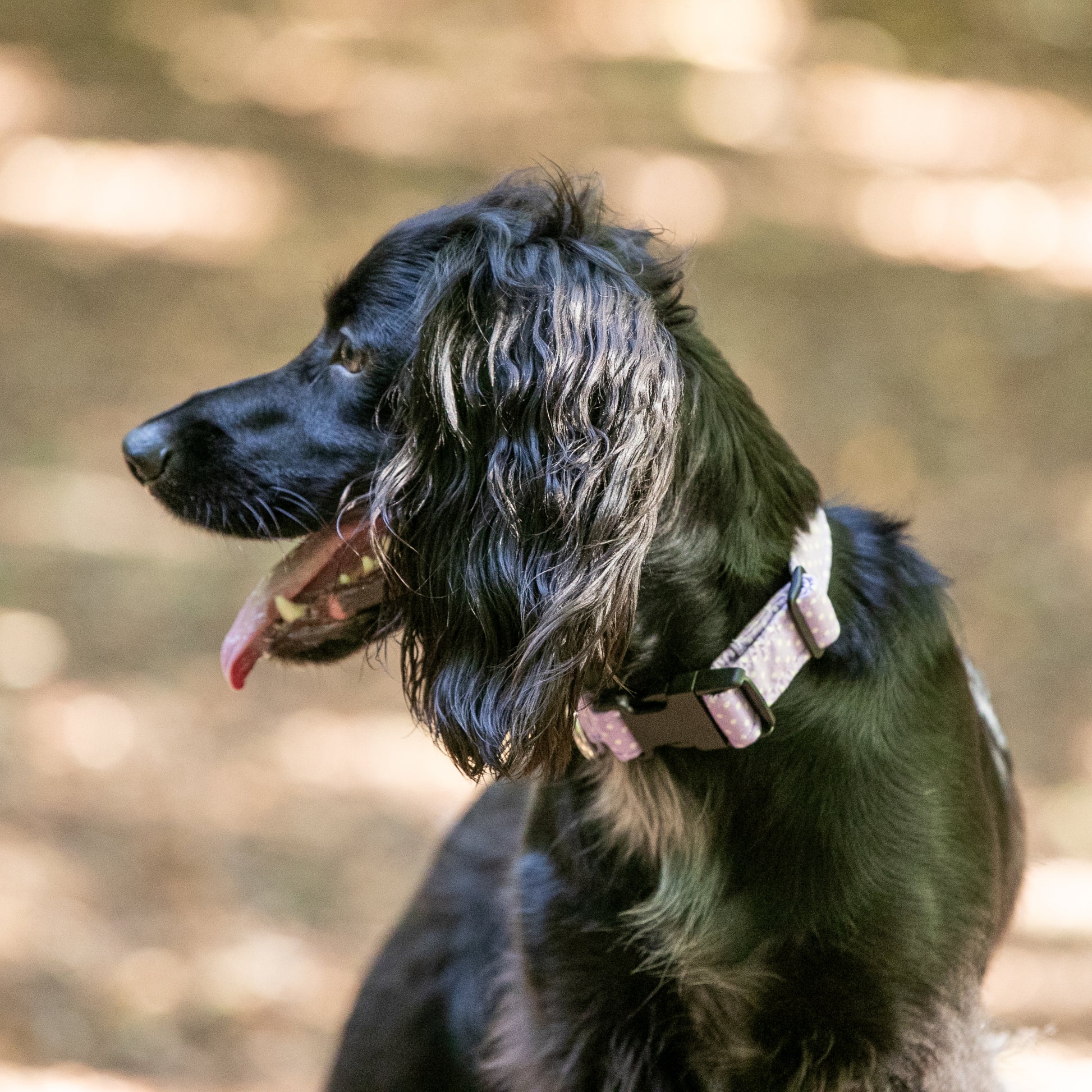 HETTY AND HUXLEY LILAC POLKA DOT COLLAR ON COCKER SPANIEL