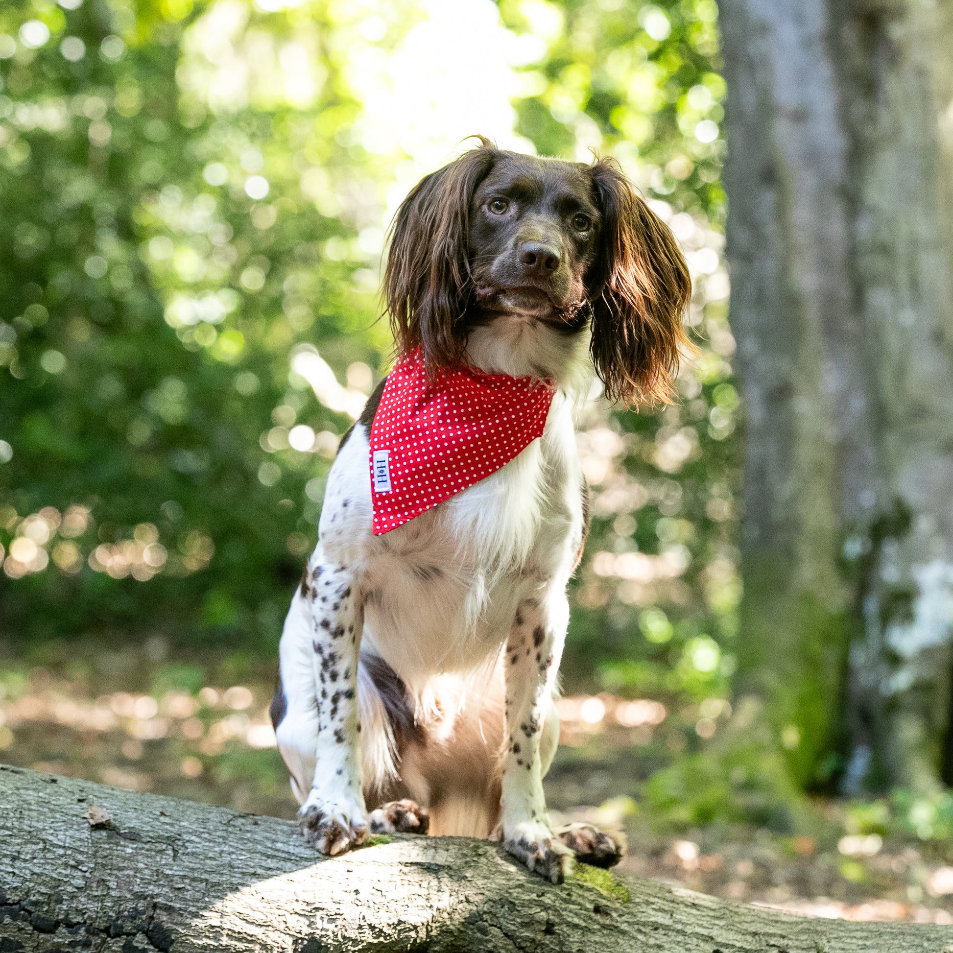 HETTY AND HUXLEY RED POLKA DOT BANDANA ON SPRINGER SPANIEL