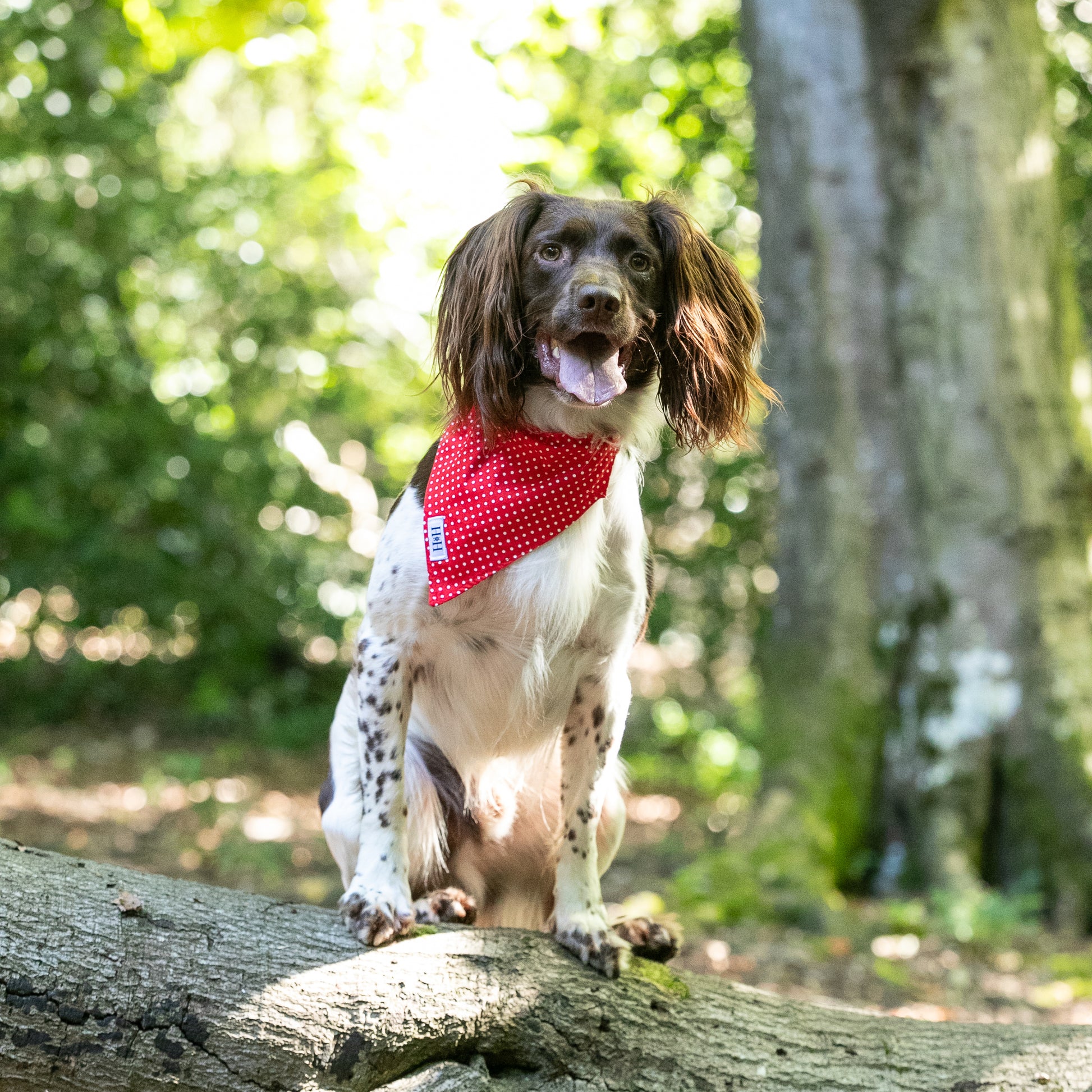 HETTY AND HUXLEY RED POLKA DOT BANDANA ON SPRINGER SPANIEL