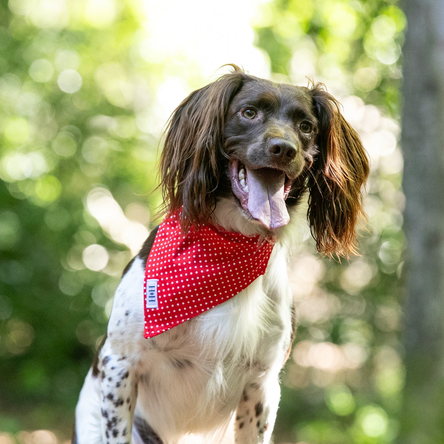 HETTY AND HUXLEY RED POLKA DOT BANDANA ON SPRINGER SPANIEL