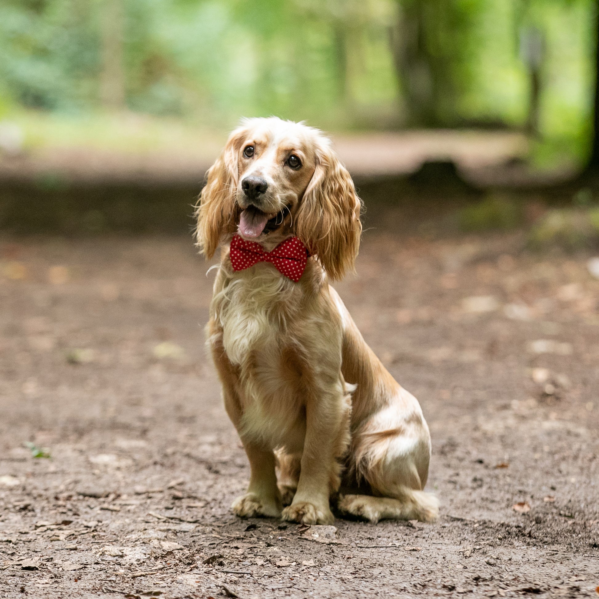 HETTY AND HUXLEY RED POLKA DOT BOW TIE ON COCKER SPANIEL