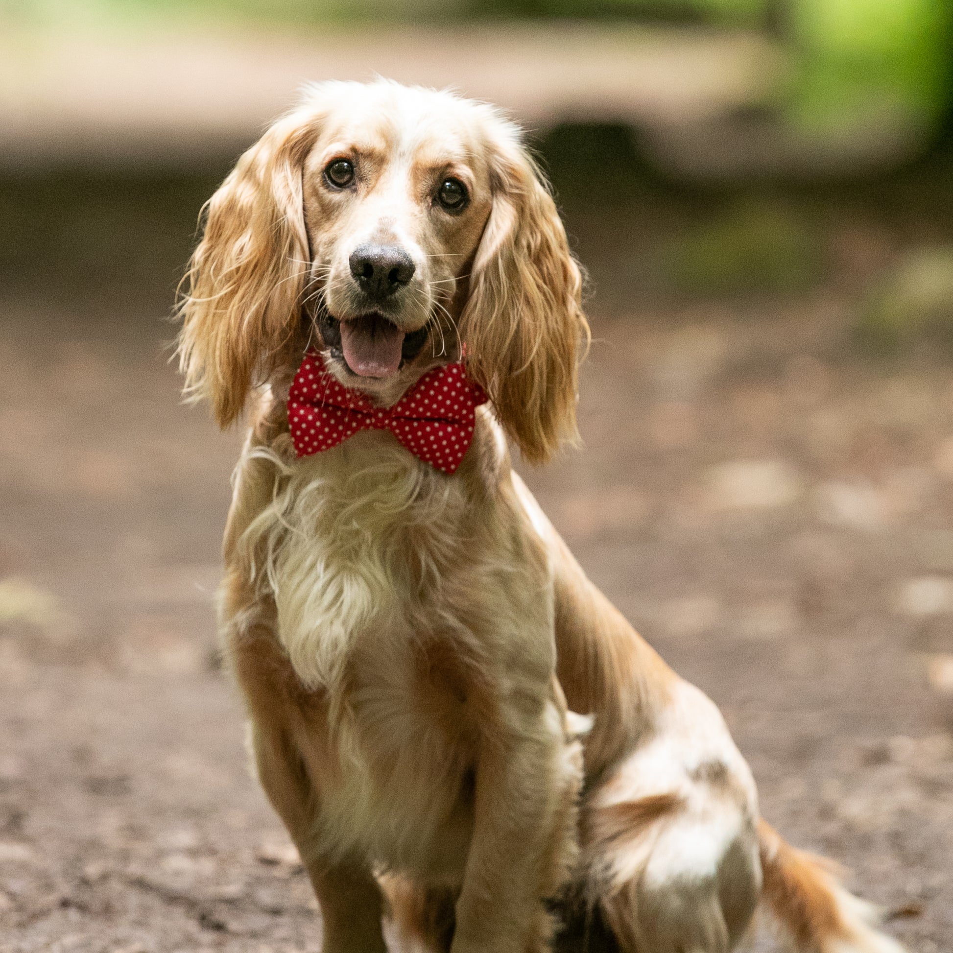 HETTY AND HUXLEY RED POLKA DOT BOW TIE ON COCKER SPANIEL