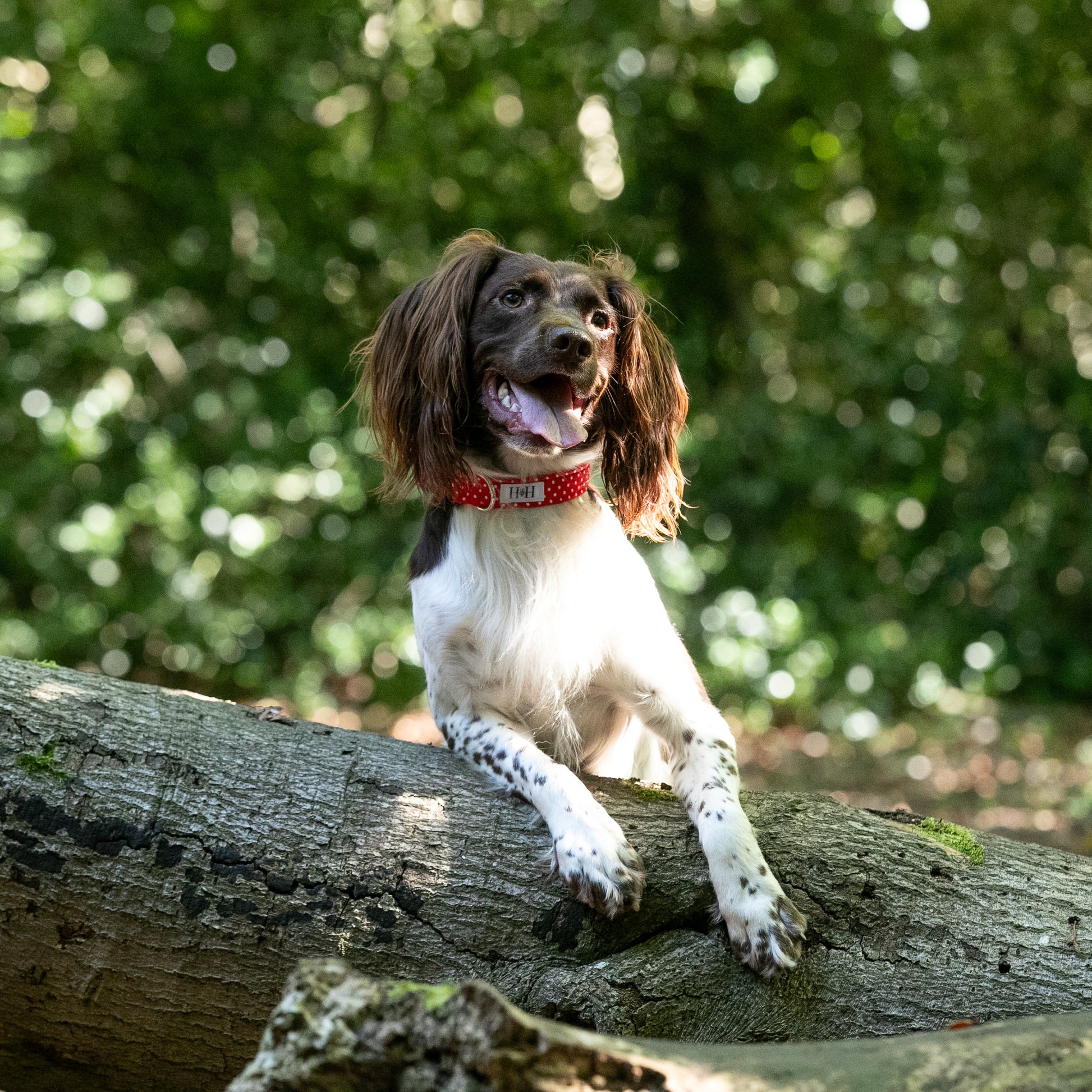 HETTY AND HUXLEY RED POLKA DOT COLLAR ON SPRINGER SPANIEL